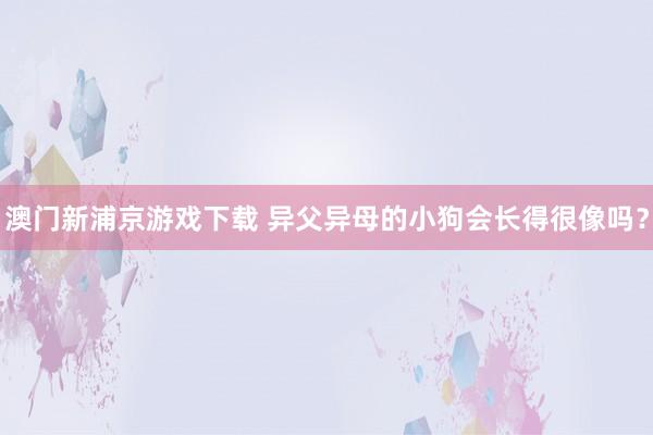 澳门新浦京游戏下载 异父异母的小狗会长得很像吗？
