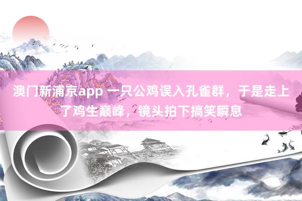 澳门新浦京app 一只公鸡误入孔雀群，于是走上了鸡生巅峰，镜头拍下搞笑瞬息