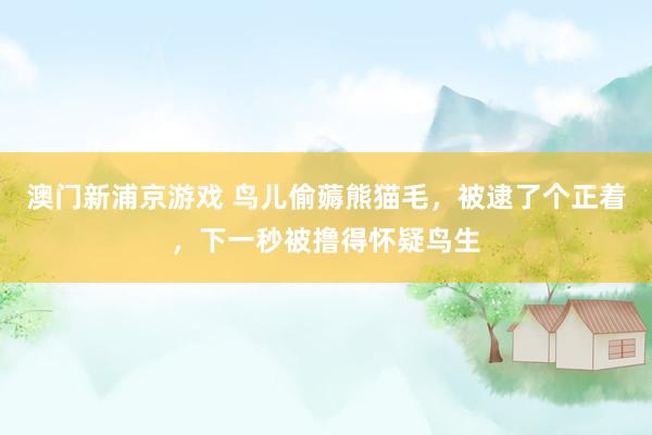 澳门新浦京游戏 鸟儿偷薅熊猫毛，被逮了个正着，下一秒被撸得怀疑鸟生