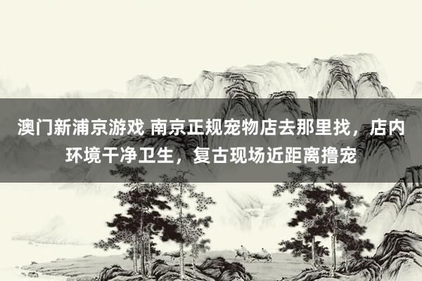澳门新浦京游戏 南京正规宠物店去那里找，店内环境干净卫生，复古现场近距离撸宠