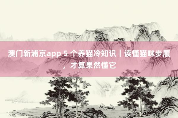 澳门新浦京app 5 个养猫冷知识｜读懂猫咪步履，才算果然懂它