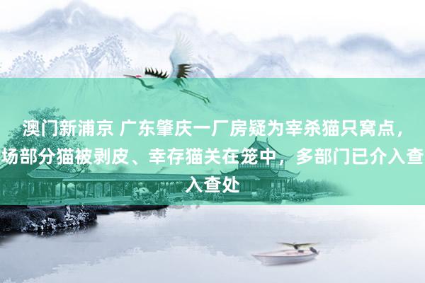 澳门新浦京 广东肇庆一厂房疑为宰杀猫只窝点，现场部分猫被剥皮、幸存猫关在笼中，多部门已介入查处