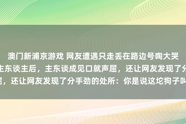 澳门新浦京游戏 网友遭遇只走丢在路边号啕大哭的阿拉，温谍报警寻找主东谈主后，主东谈成见口就声屈，还让网友发现了分手劲的处所：你是说这坨狗子叫咪咪？