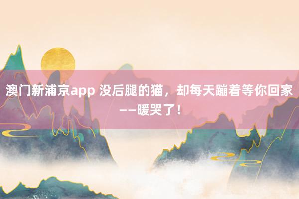 澳门新浦京app 没后腿的猫，却每天蹦着等你回家——暖哭了！