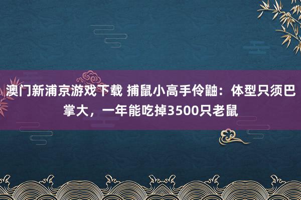 澳门新浦京游戏下载 捕鼠小高手伶鼬：体型只须巴掌大，一年能吃掉3500只老鼠