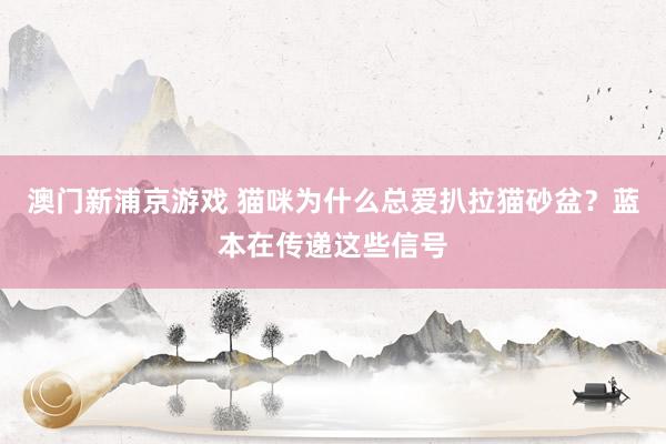 澳门新浦京游戏 猫咪为什么总爱扒拉猫砂盆？蓝本在传递这些信号