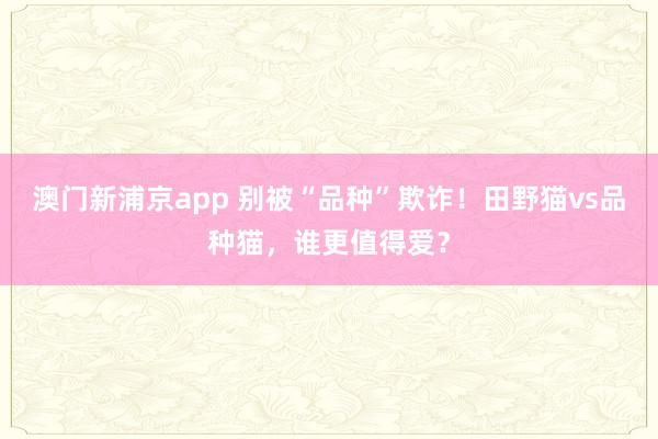 澳门新浦京app 别被“品种”欺诈！田野猫vs品种猫，谁更值得爱？