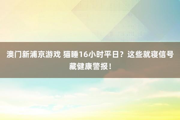 澳门新浦京游戏 猫睡16小时平日？这些就寝信号藏健康警报！