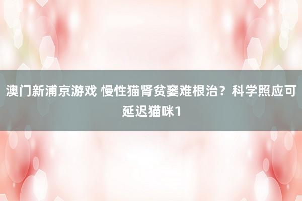 澳门新浦京游戏 慢性猫肾贫窭难根治？科学照应可延迟猫咪1
