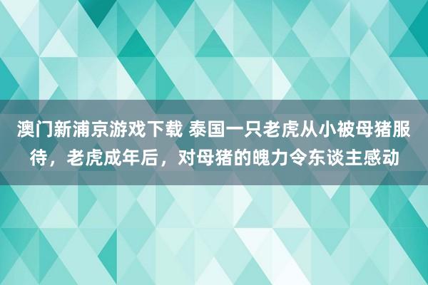 澳门新浦京游戏下载 泰国一只老虎从小被母猪服待，老虎成年后，对母猪的魄力令东谈主感动