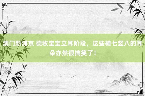 澳门新浦京 德牧宝宝立耳阶段，这些横七竖八的耳朵亦然很搞笑了！