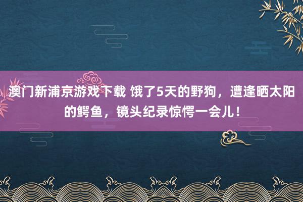 澳门新浦京游戏下载 饿了5天的野狗，遭逢晒太阳的鳄鱼，镜头纪录惊愕一会儿！
