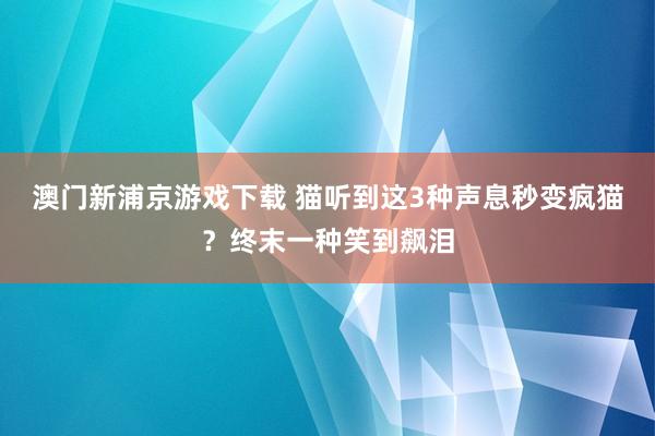 澳门新浦京游戏下载 猫听到这3种声息秒变疯猫？终末一种笑到飙泪