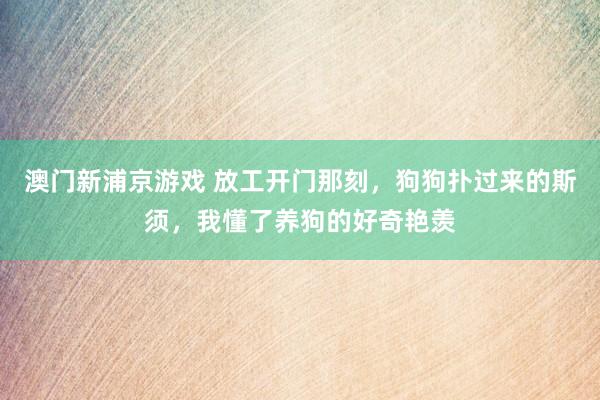 澳门新浦京游戏 放工开门那刻，狗狗扑过来的斯须，我懂了养狗的好奇艳羡
