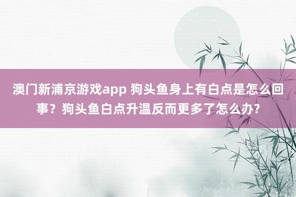 澳门新浦京游戏app 狗头鱼身上有白点是怎么回事？狗头鱼白点升温反而更多了怎么办?