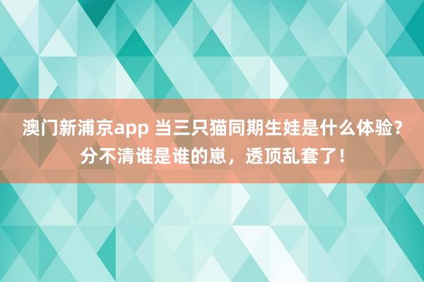 澳门新浦京app 当三只猫同期生娃是什么体验？分不清谁是谁的崽，透顶乱套了！