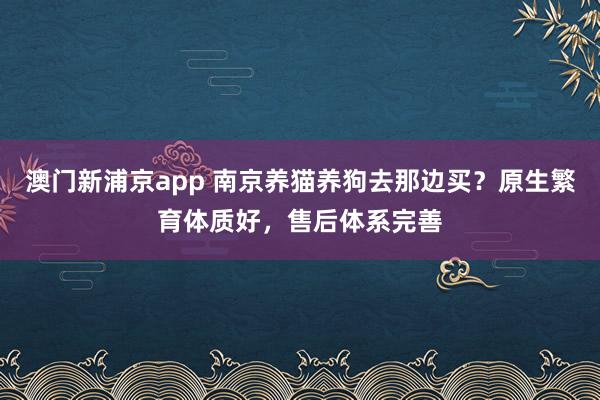 澳门新浦京app 南京养猫养狗去那边买？原生繁育体质好，售后体系完善