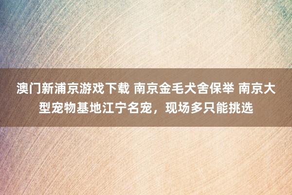澳门新浦京游戏下载 南京金毛犬舍保举 南京大型宠物基地江宁名宠，现场多只能挑选