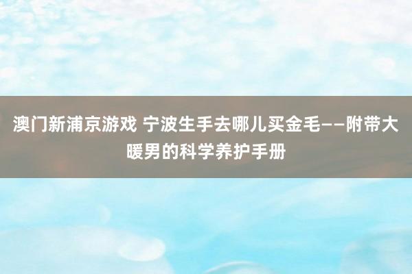 澳门新浦京游戏 宁波生手去哪儿买金毛——附带大暖男的科学养护手册